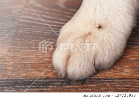 Tick on a dog's paw, close up photo macro, copy space Tick on a dog's paw, close up photo macro, copy space 124723956