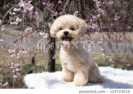 垂枝櫻花樹和微笑的馬耳他犬 垂枝櫻花樹和微笑的馬耳他犬 124724019