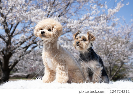 櫻花、馬耳他犬和約克夏犬 124724211