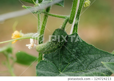 Green young cucumber bush, branch with blossom, eco friendly vegetables. Copy space, banner 124724213