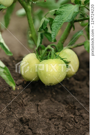 Green young tomatoes bush. Tomatoes branch, eco organic vegetables. Copy space, banner 124724220