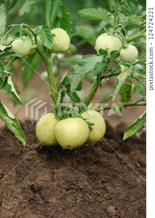 Green young tomatoes bush. Tomatoes branch, eco organic vegetables. Copy space, banner Green young tomatoes bush. Tomatoes branch, eco organic vegetables. Copy space, banner 124724221