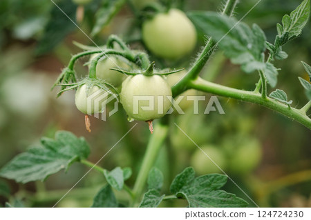 Green young tomatoes bush. Tomatoes branch, eco organic vegetables. Copy space, banner Green young tomatoes bush. Tomatoes branch, eco organic vegetables. Copy space, banner 124724230