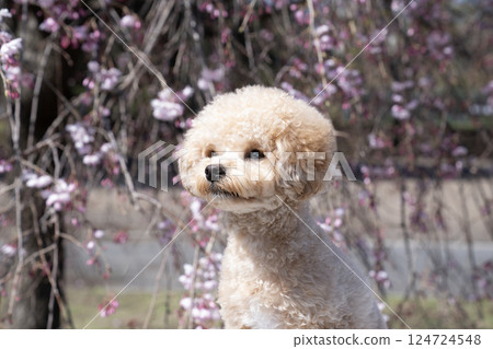 A bust of a smiling Maltipoo with a weeping cherry tree 124724548
