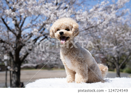Sakura and laughing Maltipoo Shishimaru 124724549
