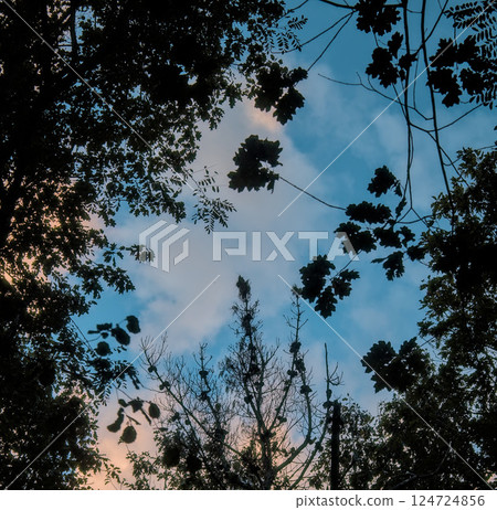 branches to the sky 124724856