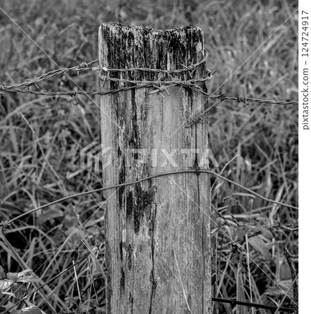 fenced in black and white 124724917