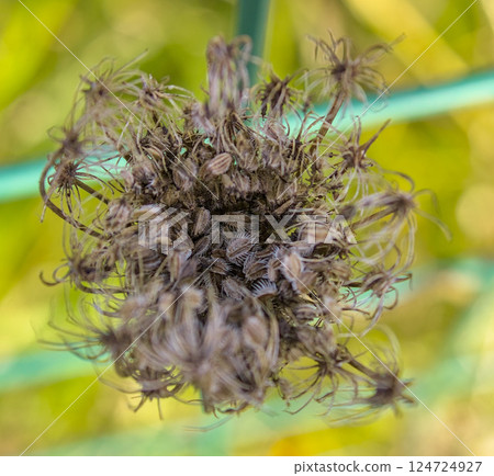 dried flower beauty dried flower beauty 124724927