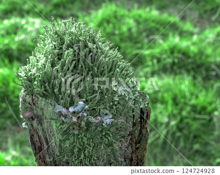 colorful lichen on a post 124724928