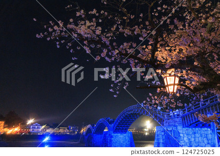 Kintai Bridge: Illuminated cherry blossoms at night 124725025