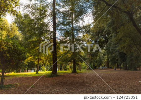 The Autumn Forest 124725051