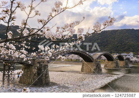 Kintai Bridge, cherry blossoms in full bloom, evening 124725087