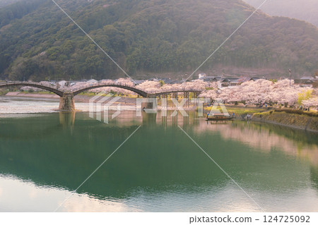錦帶橋、櫻花盛開、傍晚 錦帶橋、櫻花盛開、傍晚 124725092