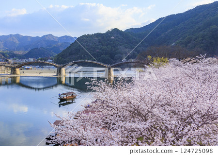 Kintai Bridge, cherry blossoms in full bloom, evening Kintai Bridge, cherry blossoms in full bloom, evening 124725098