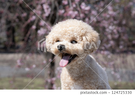一隻微笑的馬耳他犬和一棵垂枝櫻花樹的半身像 124725330