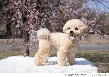 垂枝櫻花樹和笑著的馬耳他犬獅子丸 124725331