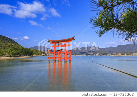 宮島和嚴島神社盛開 124725368