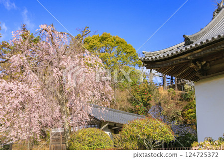 Miyajima and Itsukushima Shrine in full bloom 124725372