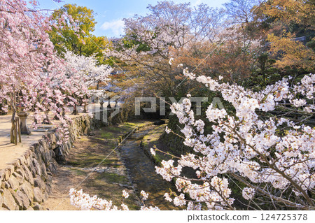 Miyajima and Itsukushima Shrine in full bloom 124725378