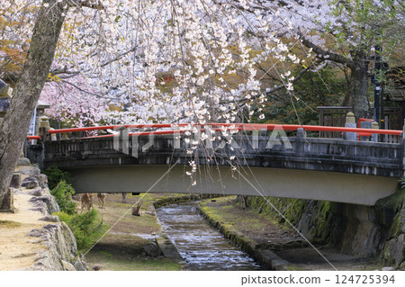 Miyajima and Itsukushima Shrine in full bloom Miyajima and Itsukushima Shrine in full bloom 124725394