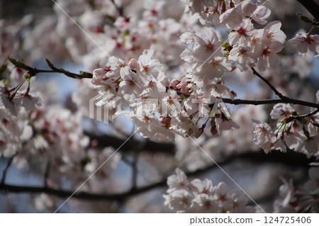 櫻花盛開預示著春天的到來 櫻花盛開預示著春天的到來 124725406