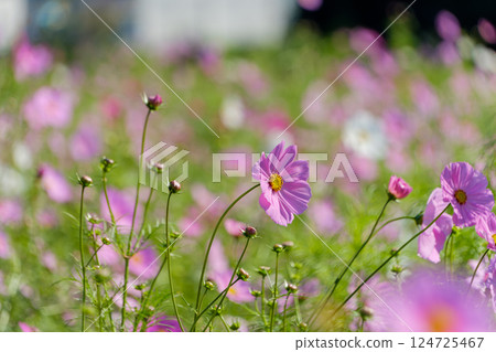 Pink cosmos field swaying in the autumn breeze Pink cosmos field swaying in the autumn breeze 124725467