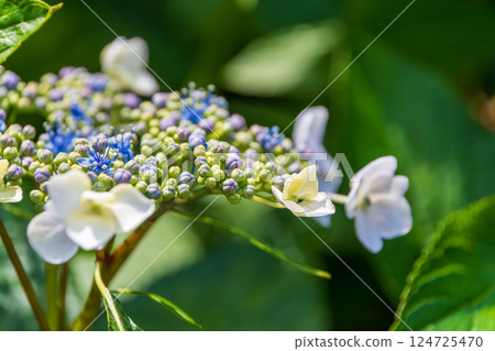 繡球花的精緻色彩 繡球花的精緻色彩 124725470
