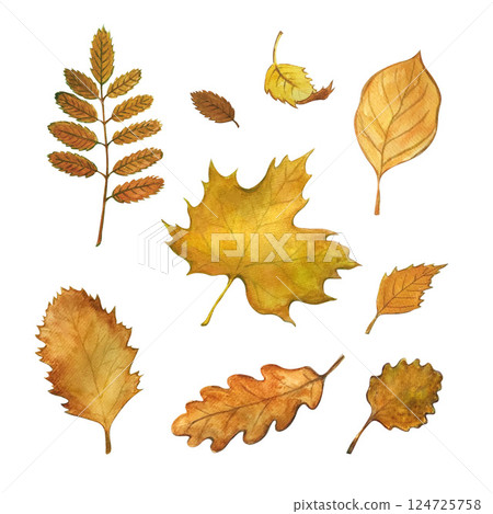 leaf set watercolor illustration 124725758