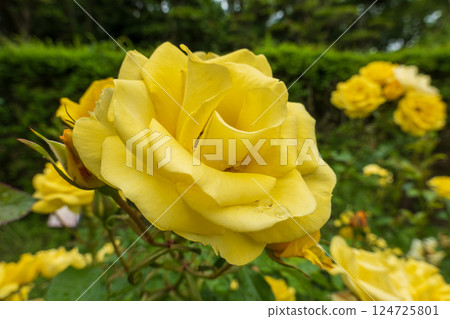 Bright yellow rose flower Bright yellow rose flower 124725801