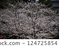 Cherry tree in full bloom  124725854