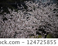 Cherry tree in full bloom  124725855