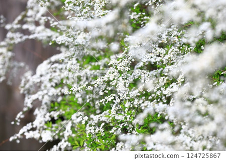 Snow willow in full bloom Snow willow in full bloom 124725867