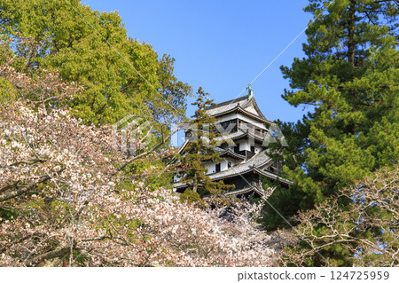 National treasure Matsue Castle with cherry blossoms in full bloom National treasure Matsue Castle with cherry blossoms in full bloom 124725959