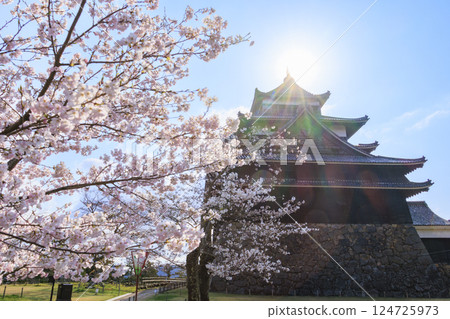 National treasure Matsue Castle with cherry blossoms in full bloom 124725973