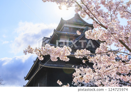 National treasure Matsue Castle with cherry blossoms in full bloom 124725974