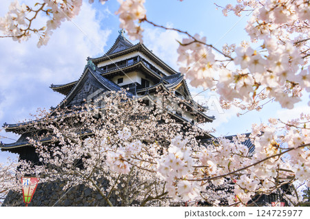 National treasure Matsue Castle with cherry blossoms in full bloom National treasure Matsue Castle with cherry blossoms in full bloom 124725977