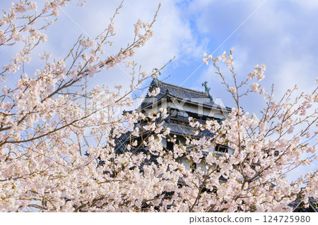 National treasure Matsue Castle with cherry blossoms in full bloom National treasure Matsue Castle with cherry blossoms in full bloom 124725980