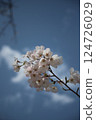 Looking up at the cherry blossoms and the blue sky 124726029