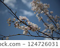 Sakura that shines in the blue sky 124726031