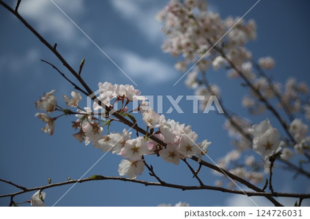 Sakura that shines in the blue sky 124726031