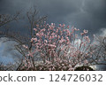 Cherry blossoms floating in the cloudy sky 124726032