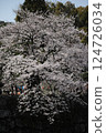 Cherry tree in full bloom  124726034