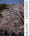 Cherry blossoms in full bloom shining in the blue sky 124726035