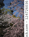 Cherry blossoms in full bloom 124726036