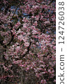 Cherry blossoms herald the arrival of spring 124726038