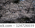 Cherry blossoms in full bloom 124726039