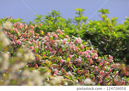 春天的花:金雞花 春天的花:金雞花 124726058