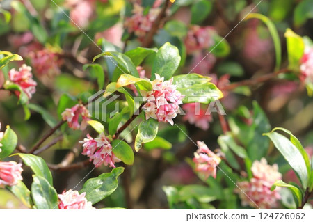 Spring flowers: Chinchogae Spring flowers: Chinchogae 124726062