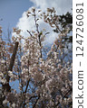 Cherry blossoms in full bloom shining in the blue sky 124726081