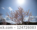 Wild cherry trees in the blue sky 124726083